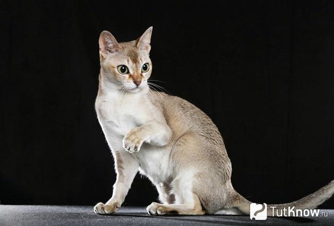 Сингапурская кошка сидит