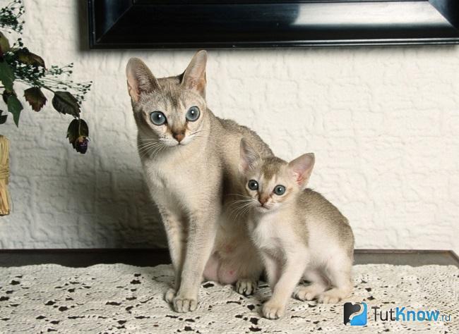 Сингапура с котёнком