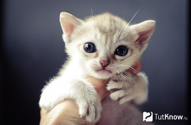 Мордочка котёнка сингапурской кошки