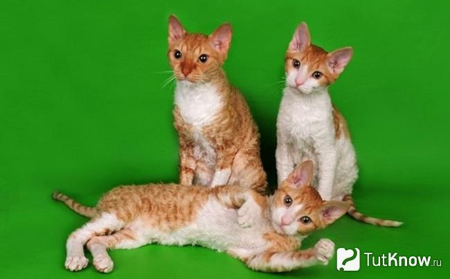 Три котёнка уральского рекса