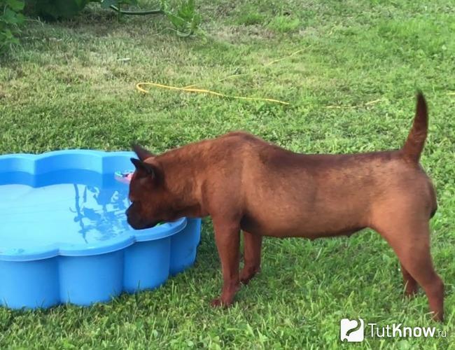 Китайская собака Чунцин пьет воду