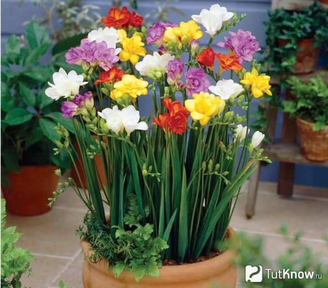 Букет из фрезий разного цвета