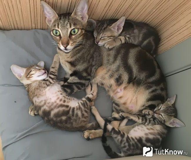 Кошка сококе с котятами