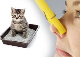 Как избавиться от запаха кошачьей мочи в квартире?