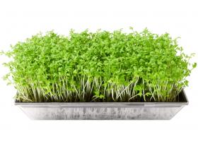 Растение кресс-салат