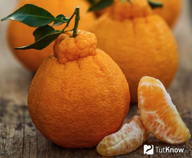 Мандарин Sumo Citrus
