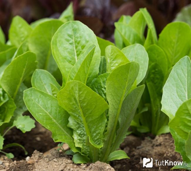 Как растет салат романо