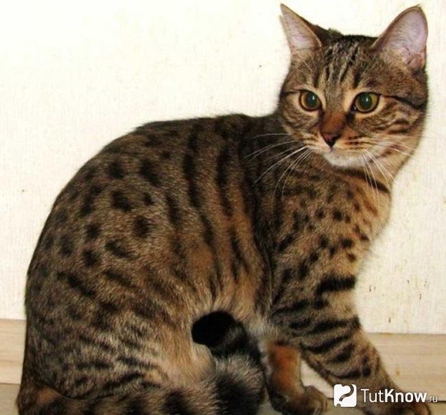 Фото калифорнийской сияющей кошки