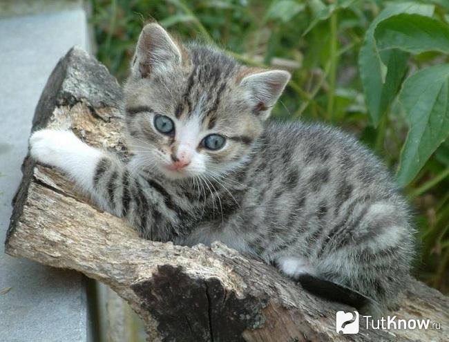Котёнок калифорнийской сияющей кошки