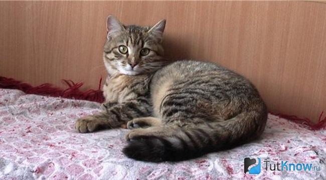 Калифорнийская сияющяя кошка лежит