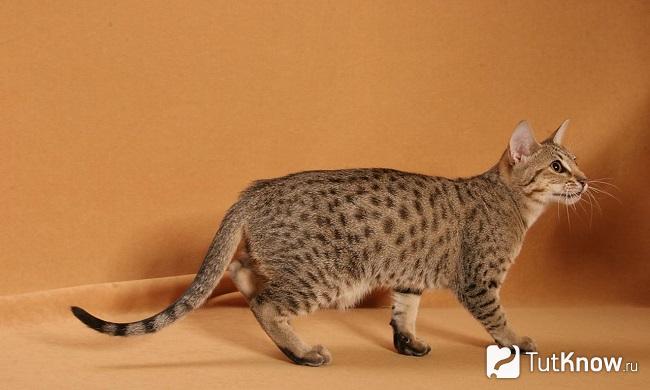 Внешний вид калифорнийской сияющей кошки