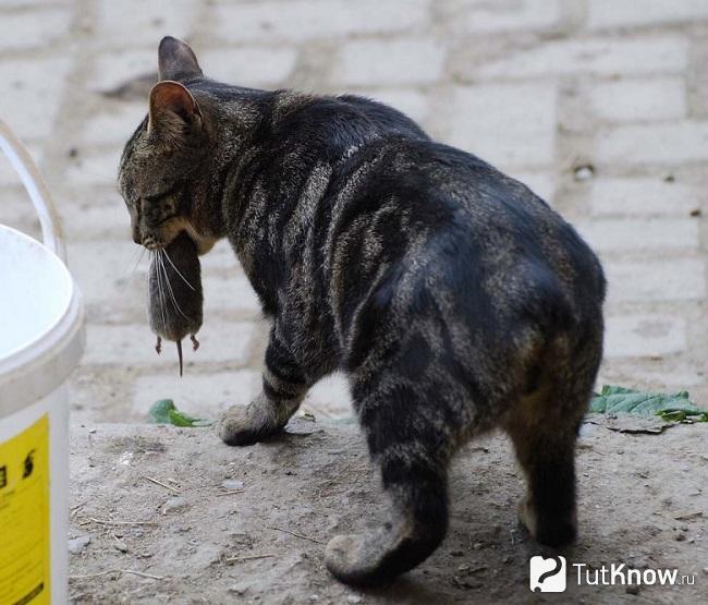 Кошка мэнкс с мышью