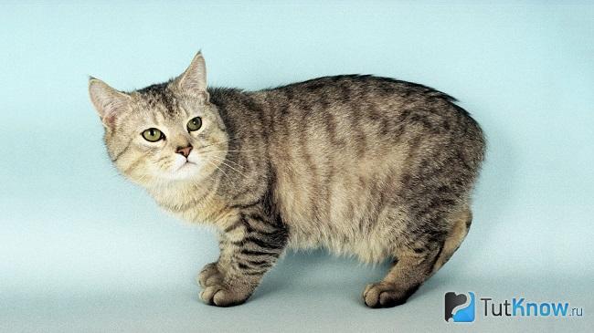 Внешний вид кошки мэнкс