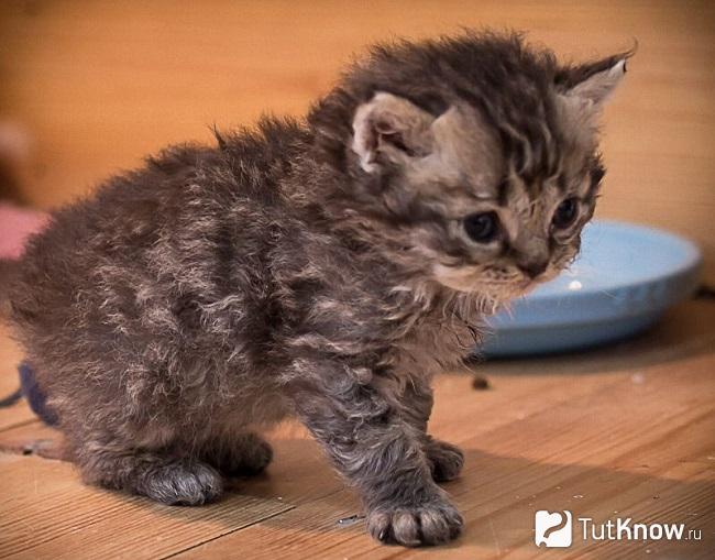 Котёнок селкирк рекс