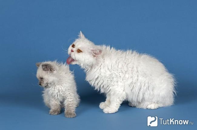 Кошка селкирк рекс и котёнок