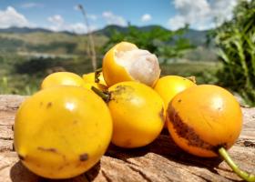 Бакупари — фрукт со вкусом лимонного заварного крема