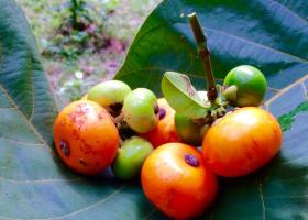 Гарциния Прейна или черапу — фрукт, похожий на хурму