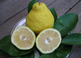 Санбокан — японский лимон