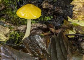 Плютей львино-желтый — редкий гриб-базидиомицет