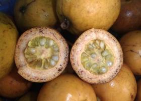 Рандия фитзалании — желтый мангостин