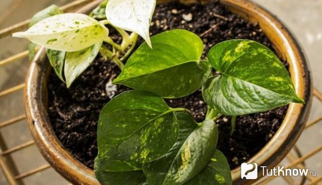 Как укоренить сциндапсус золотистый. Смотреть фото Как укоренить сциндапсус золотистый. Смотреть картинку Как укоренить сциндапсус золотистый. Картинка про Как укоренить сциндапсус золотистый. Фото Как укоренить сциндапсус золотистый