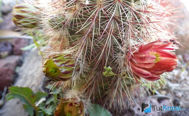 Фото эхиноцереуса