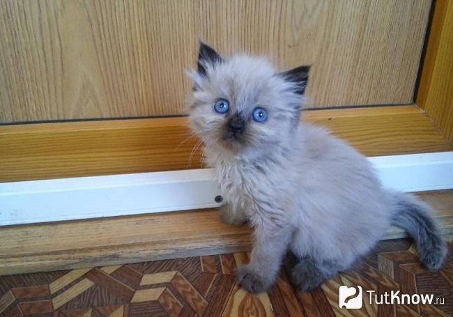 Котёнок балинезийской кошки