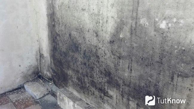 Тёмный грибок на стене