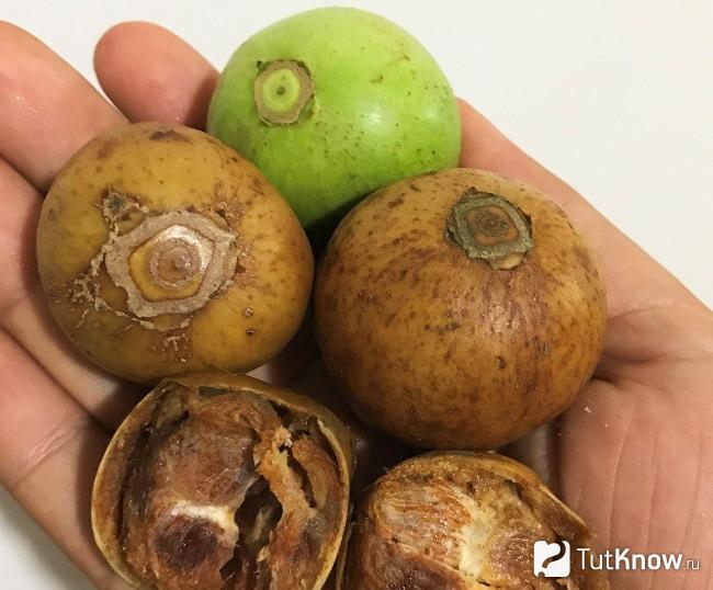 Как выглядит дикая мушмула