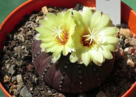 Фрайлея: выращивание и размножение кактуса в домашних условиях