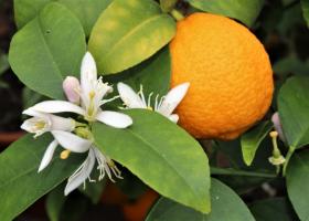 Волкамериана — гибрид кислого апельсина и лимона