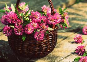 Цветки клевера — полезная витаминная добавка