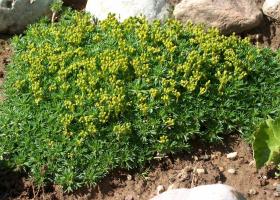 Азорелла: выращивание дома и в условиях открытого грунта