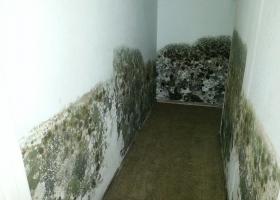Как вывести грибок со стен: простые решения проблемы