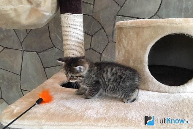 Котёнок пиксибоба