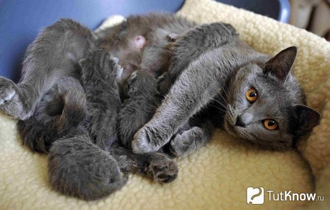 Шартрез кормит котят