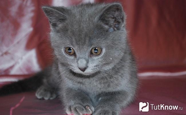 Котёнок шартрез