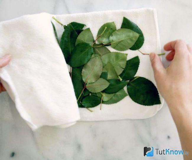 Сушка листьев на бумажном полотенце