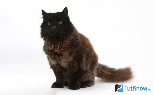Йоркская шоколадная кошка сидит