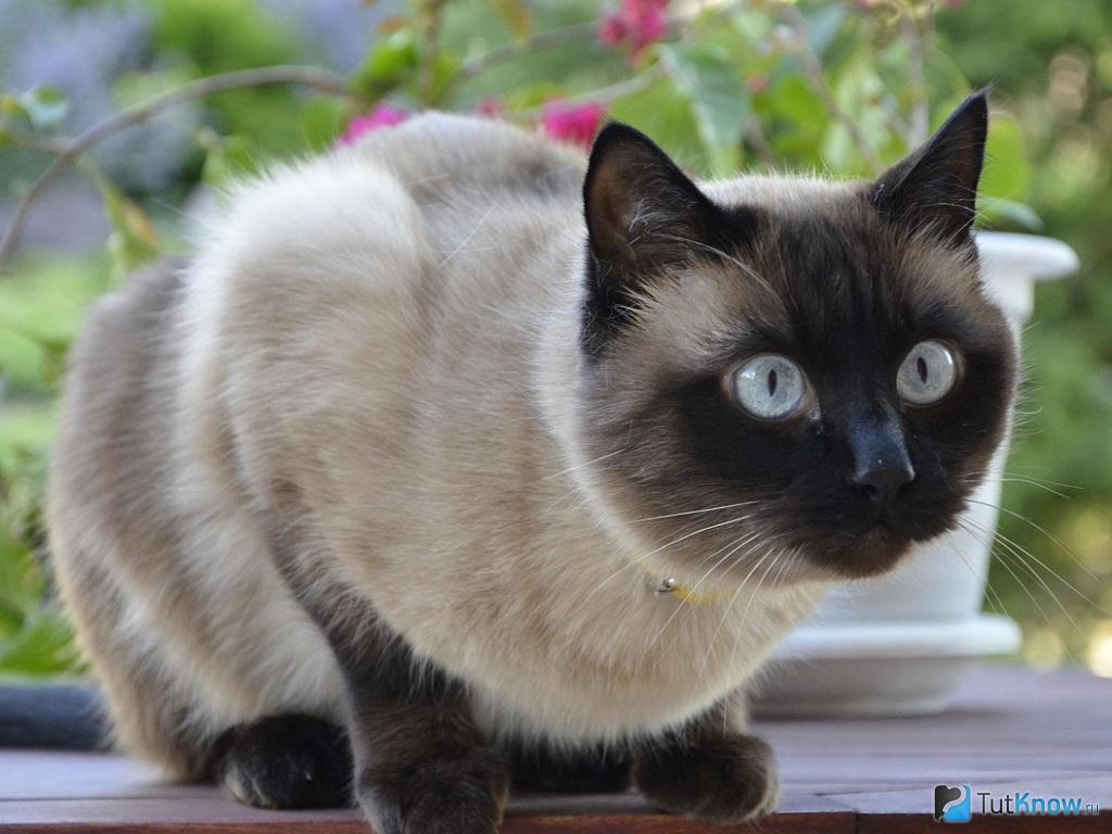сиамская кошка фото описание породы характер