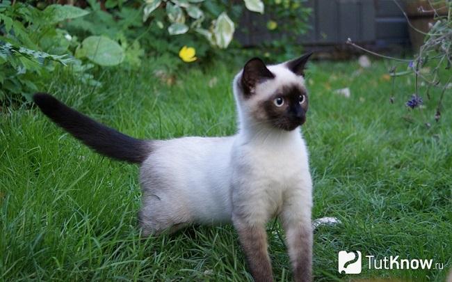 Сиамская кошка на прогулке