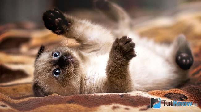 Сиамская кошка играет
