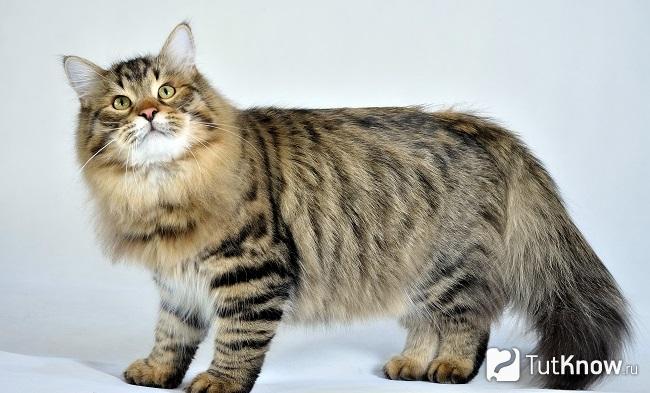 Внешность сибирской кошки