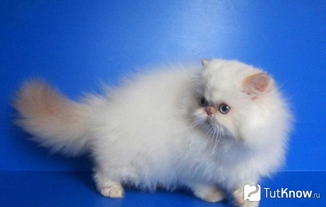 Котёнок гималайской кошки