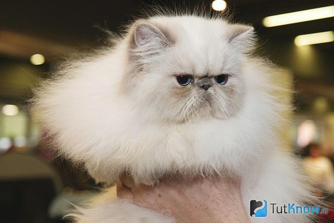 Гималайская кошка на руках