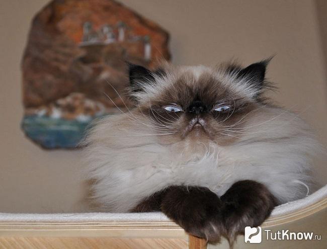 Гималайская кошка играет