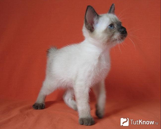 Котёнок меконгского бобтейла