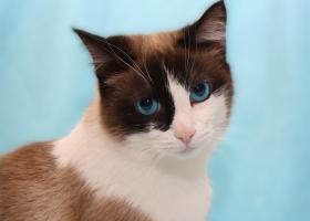 Кошка Сноу-шу: описание породы, уход и цена котенка