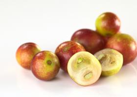 Мирциария сомнительная – ромовая ягода