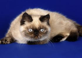 Гималайская кошка: стандарт внешности, правила содержания питомца